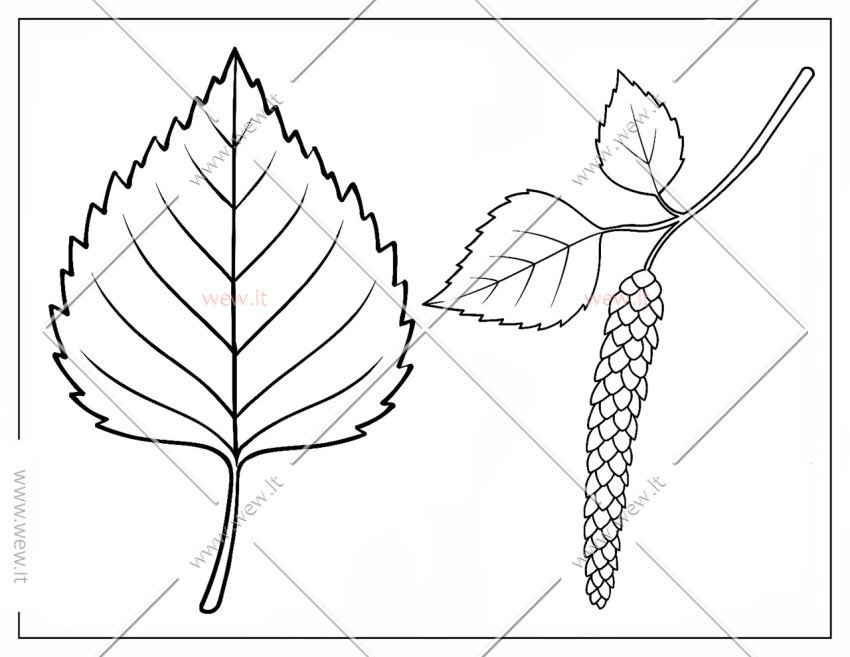 Beržo lapas ir žiedas spalvinti