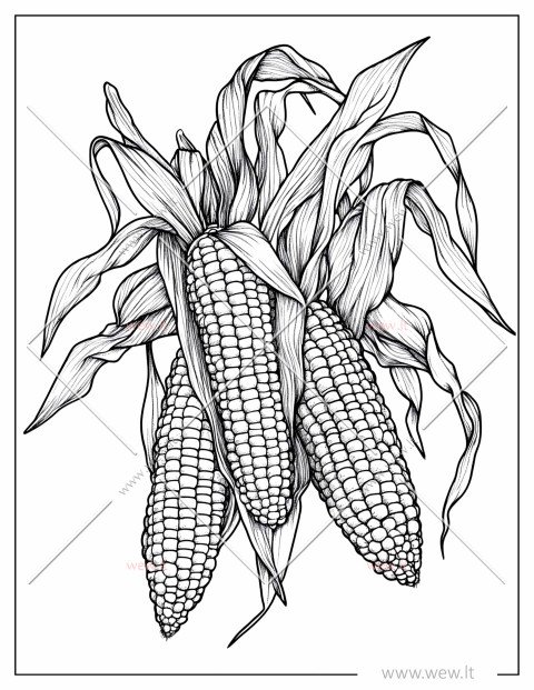 Kukurūzų derlius spalvinti