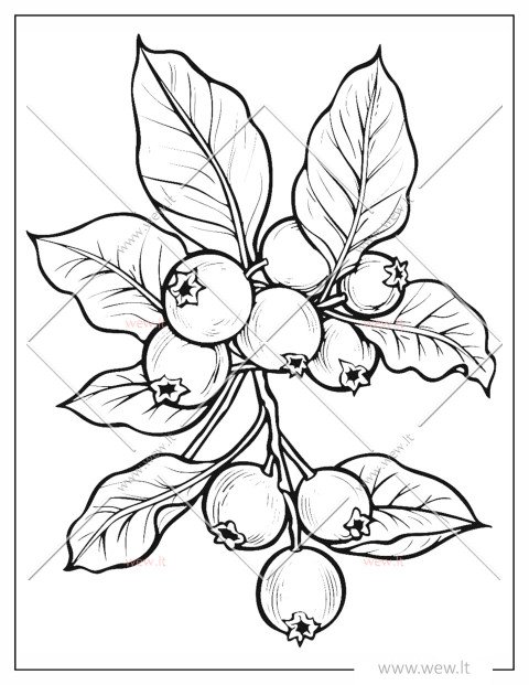 Spanguolių šakelė spalvinti