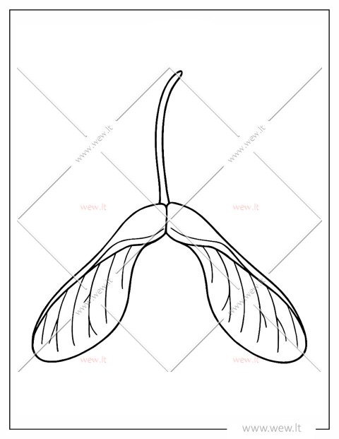 Klevo sėklos spalvinti