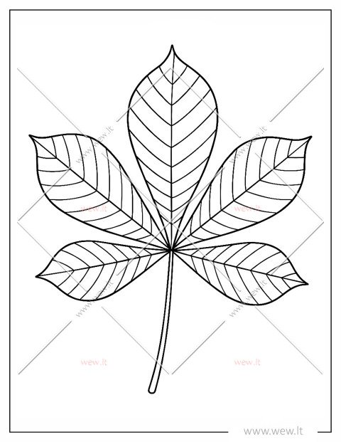 Kaštono lapas spalvinti