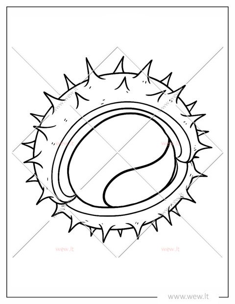 Dygliuotas kaštonas spalvinti