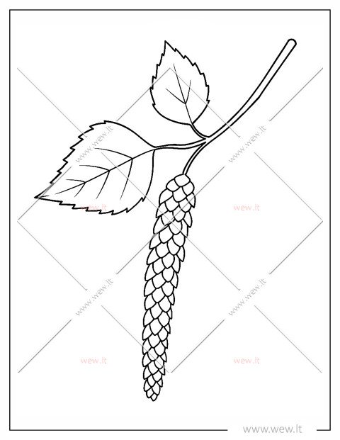 Beržo žiedas spalvinti