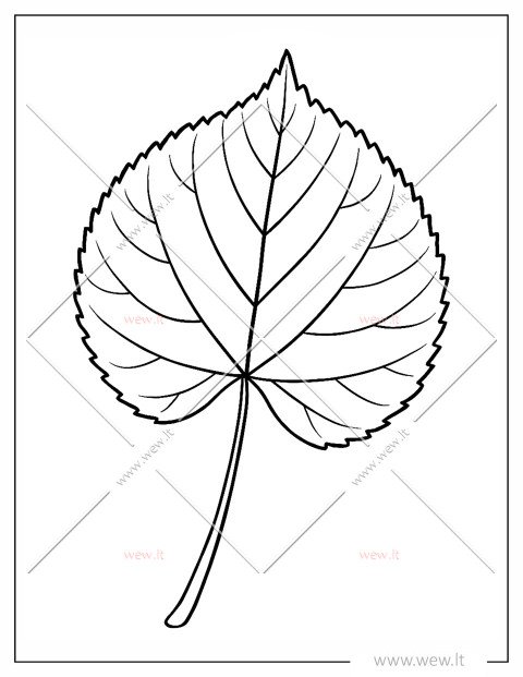 Liepos medžio lapas spalvinti